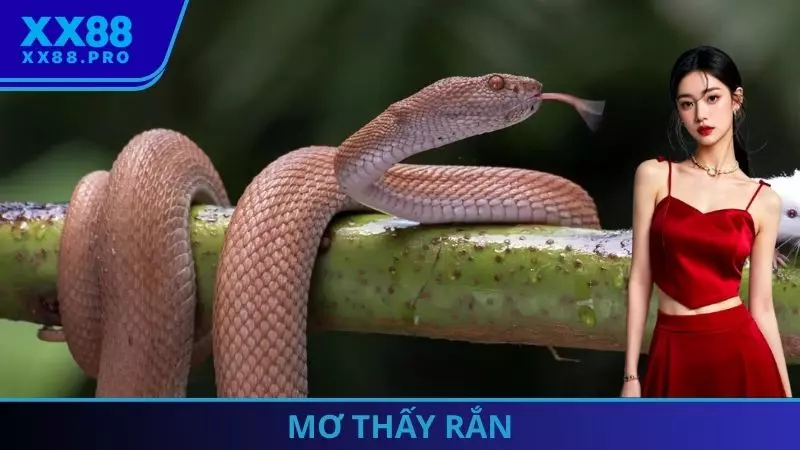 Mơ Thấy Rắn - Giải Mã Điềm Báo Tương Lai Và Con Số Lộc